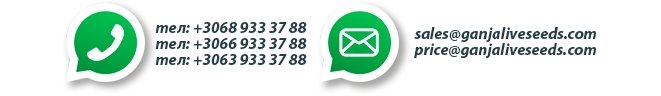 Оптовые цены на семена конопли GanjaSeeds Оптовые цены на семена конопли GanjaSeeds