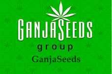 Оптовые цены на семена конопли GanjaSeeds Оптовые цены на семена конопли GanjaSeeds