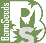BangSeeds BangSeeds