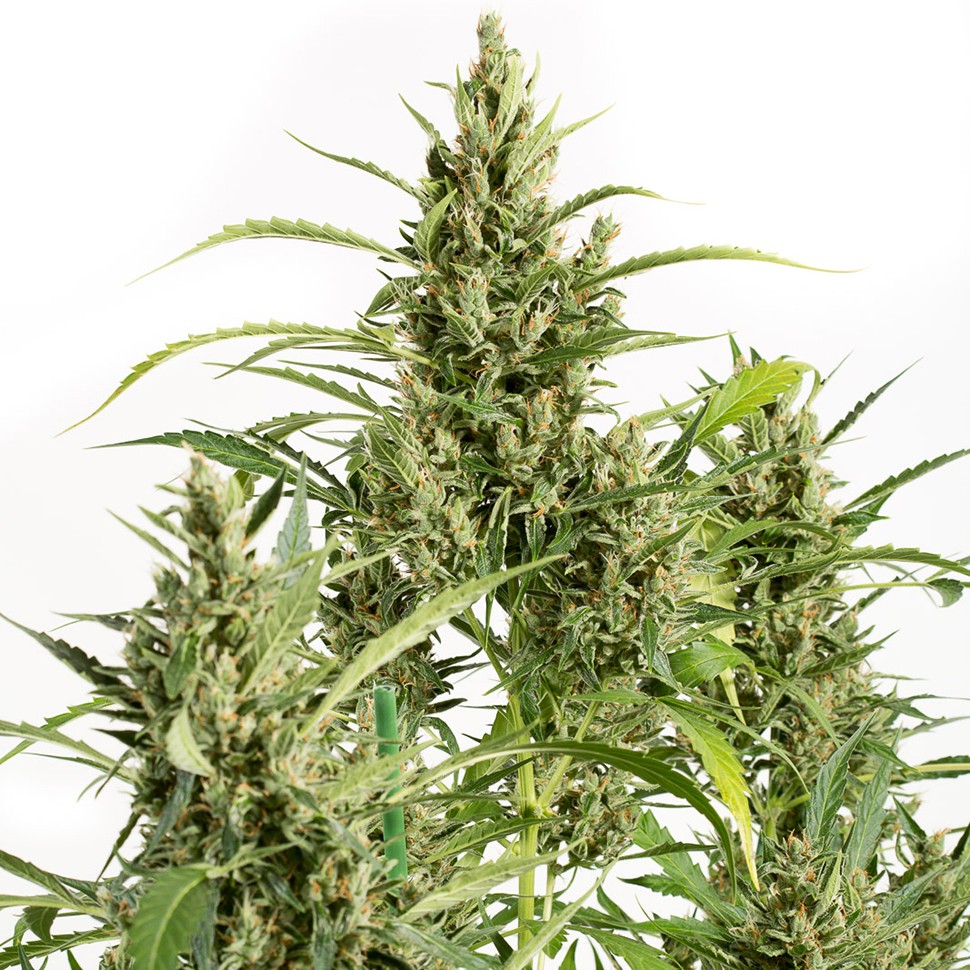 Семена ганжа  Amnesia feminised Neuro Seeds