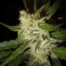 Семена ганжа Super Stinky feminised Ganja Seeds Семена ганжа Super Stinky feminised Ganja Seeds