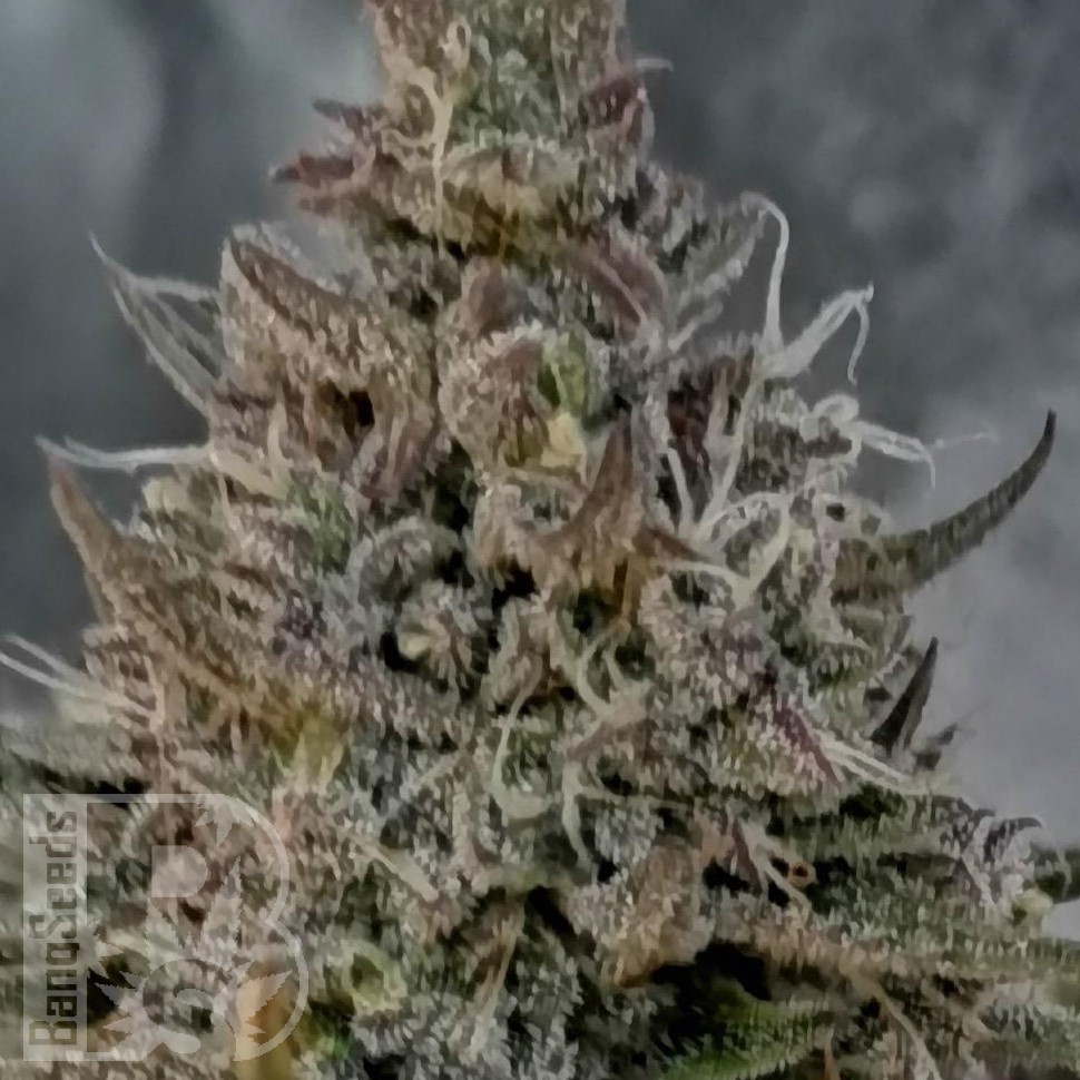 Семена ганжа Super Stinky feminised Ganja Seeds Семена ганжа Super Stinky feminised Ganja Seeds