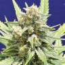 Семена ганжа Super Stinky feminised Ganja Seeds Семена ганжа Super Stinky feminised Ganja Seeds