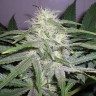 Семена конопли  The Church feminised Ganja Seeds