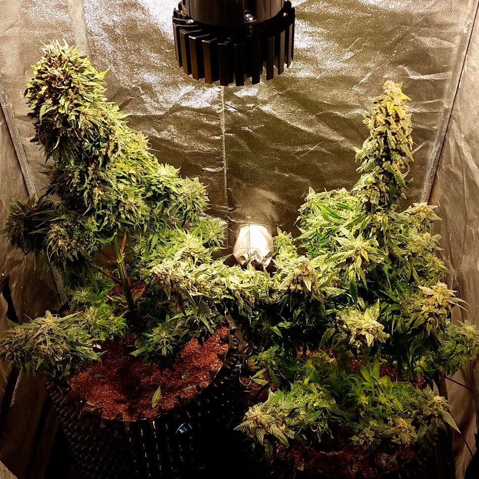 купить семена конопли в Украине Auto Jack Herer feminised