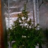 купить семена конопли в оригинальных упаковках Auto Jack Herer feminised