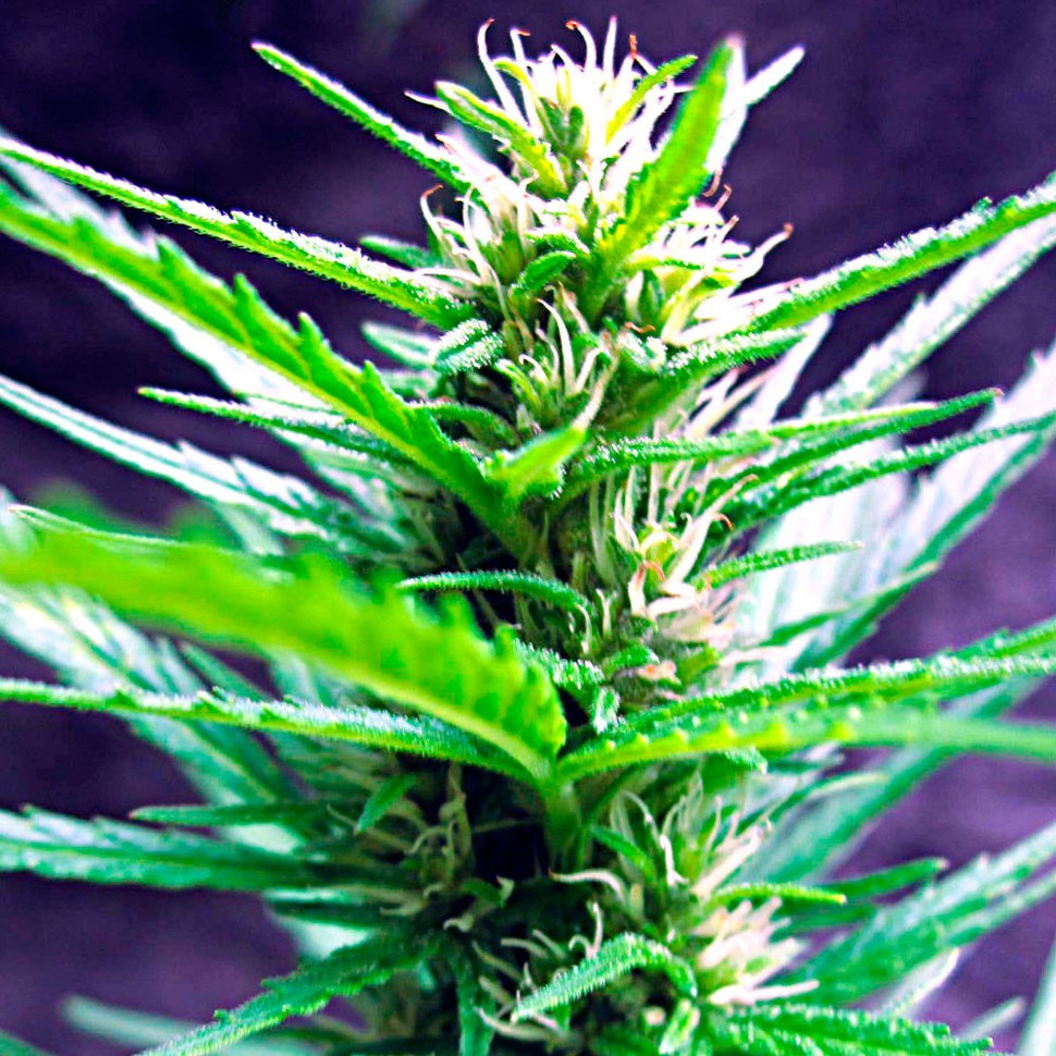 купить семена конопли Auto Jack Herer feminised
