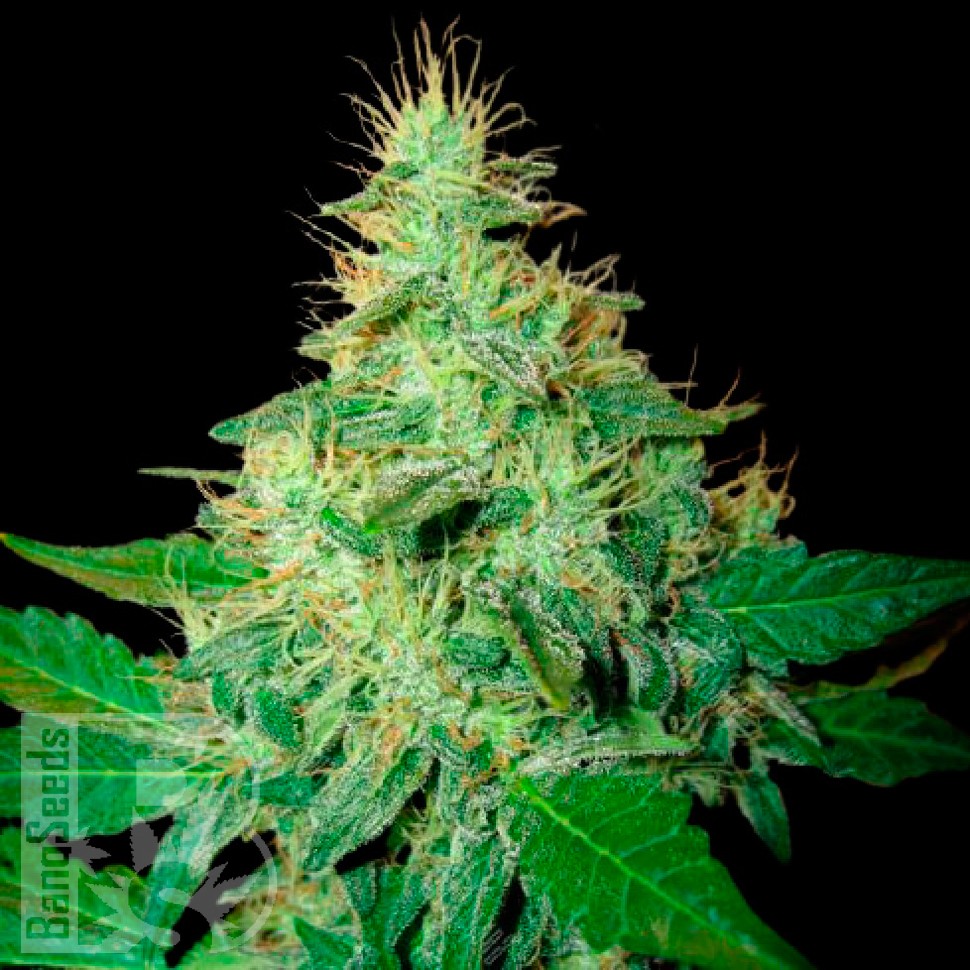 Auto Royal Haze feminised Ganja Seeds купить