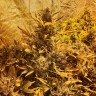 Семена марихуаны  The Ultimate feminised Ganja Seeds