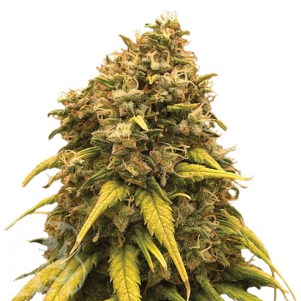 Семена марихуаны  Hash Passion regular Ganja Seeds