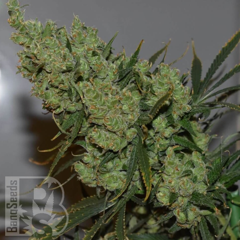 Семена марихуаны  Hash Passion regular Ganja Seeds