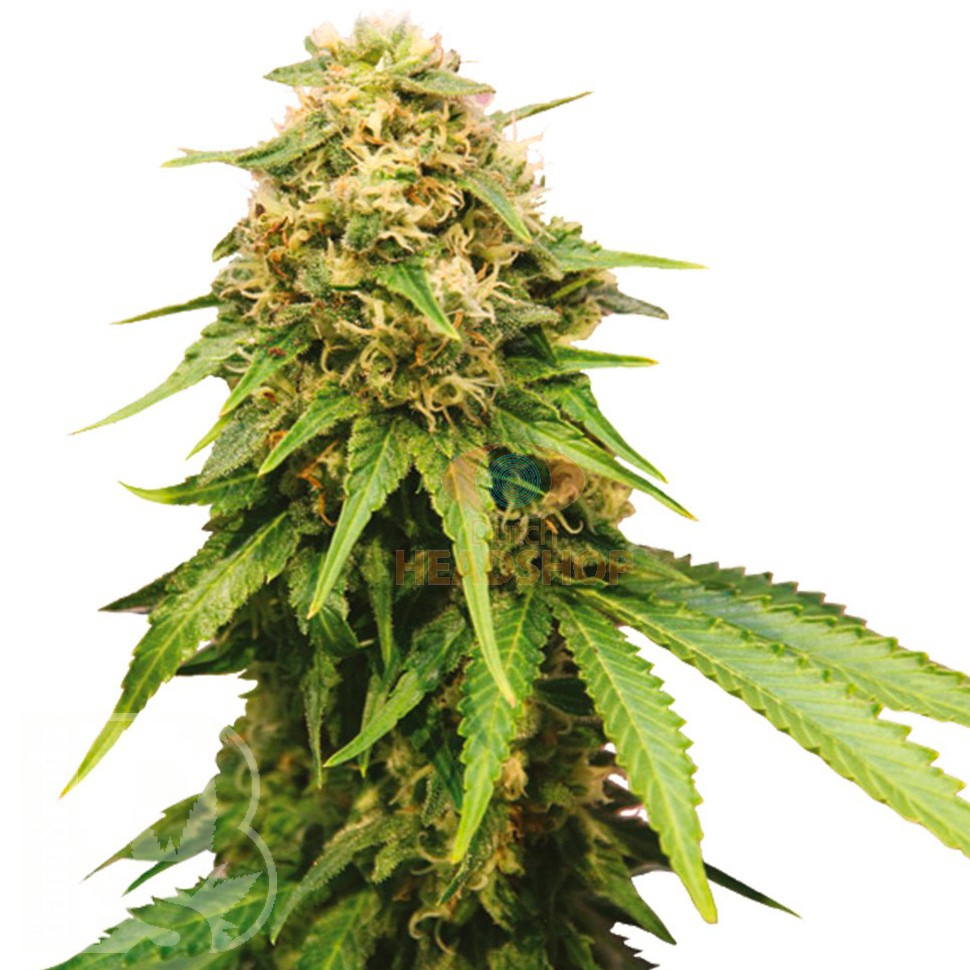 Auto Royal Critical feminised Ganja Seeds купить Auto Royal Critical feminised Ganja Seeds купить