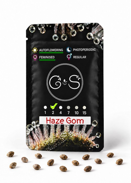 Семена марихуаны  Auto Haze Gom feminised Ganja Seeds