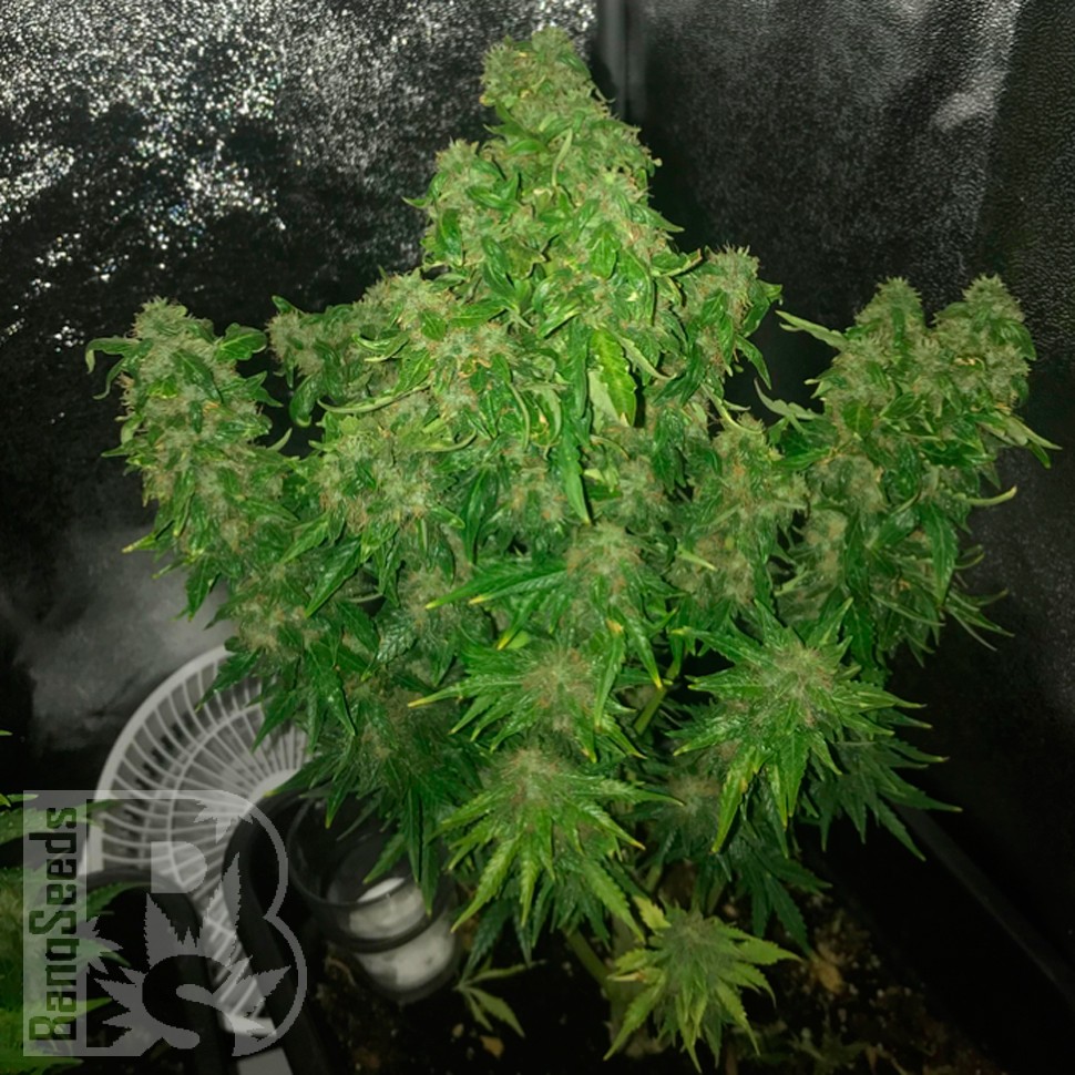 Auto Quick One feminised Ganja Seeds семена