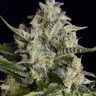 Семена ганжа  Warlock feminised Ganja Seeds