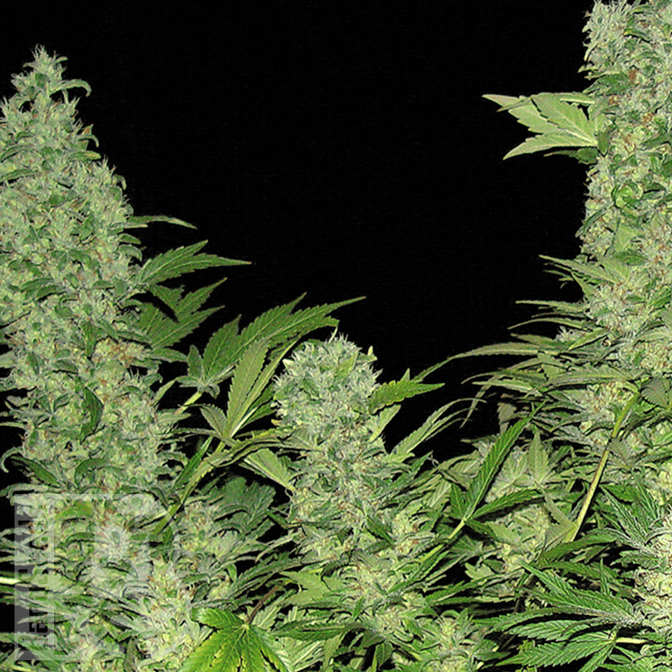 Семена ганжа  Warlock feminised Ganja Seeds