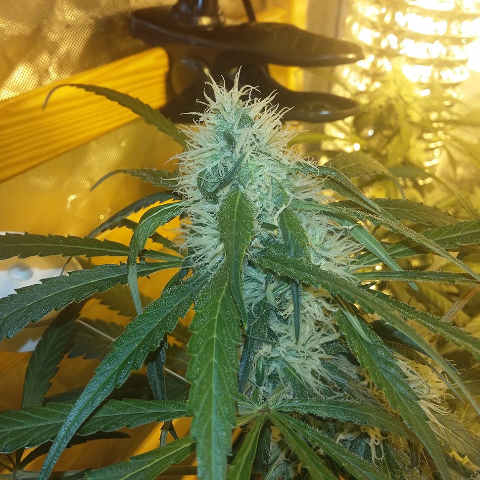 Семена каннабиса  Ultra Power Plant feminised Victory Seeds