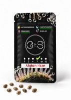 Afghan Haze feminised Ganja Seeds