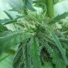 купить семена конопли в оригинальных упаковках Afghan Haze feminised