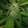 купить семена конопли с доставкой Afghan Haze feminised