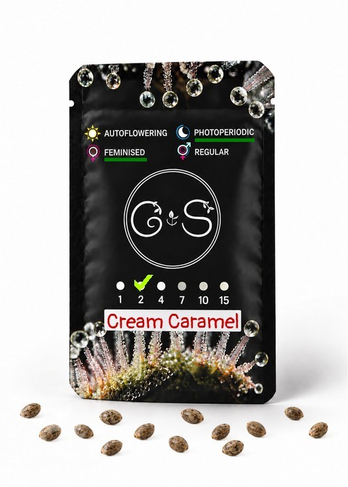Cream Caramel feminised Ganja Seeds