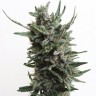 Семена  Purple Kush regular Ganja Seeds