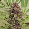 Семена конопли  Freddy's Best feminised Ganja Seeds