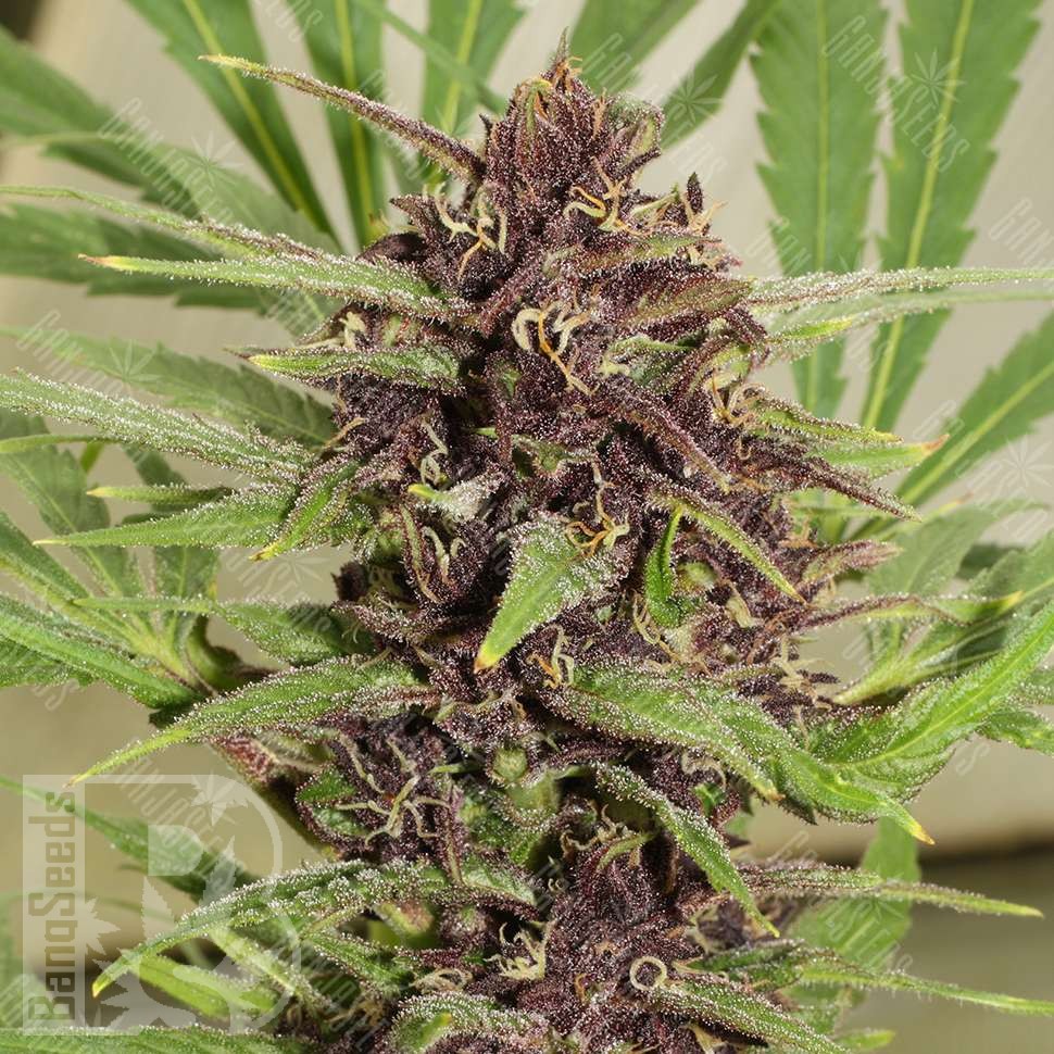 Семена конопли  Freddy's Best feminised Ganja Seeds