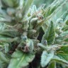 Семена конопли  White Gum feminised Ganja Seeds