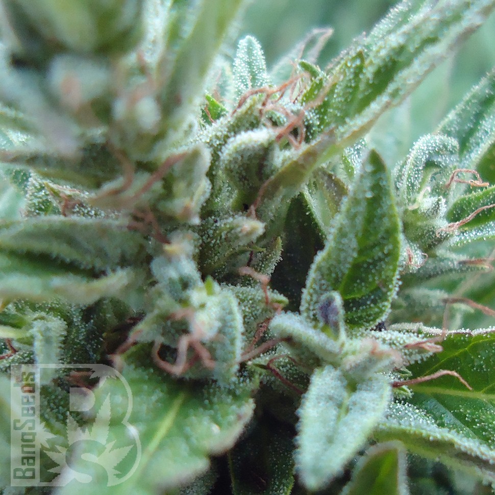 Семена конопли  White Gum feminised Ganja Seeds