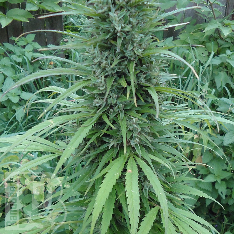 Семена конопли  White Gum feminised Ganja Seeds