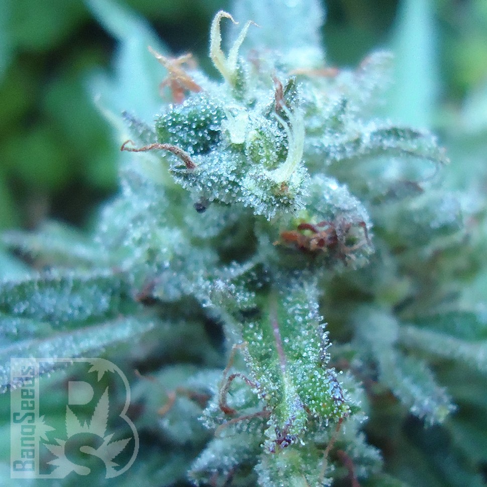 Семена конопли  White Gum feminised Ganja Seeds