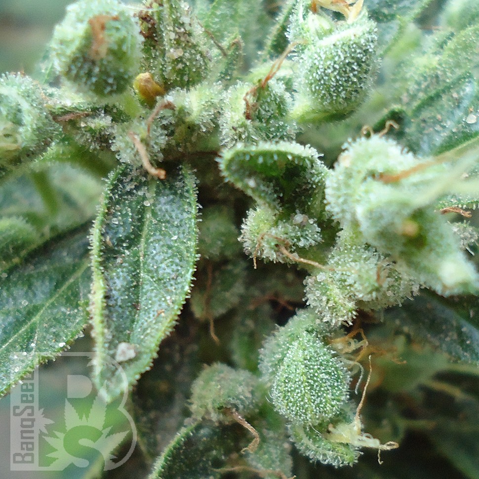 Семена конопли  White Gum feminised Ganja Seeds