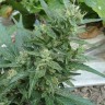 Семена конопли  White Gum feminised Ganja Seeds
