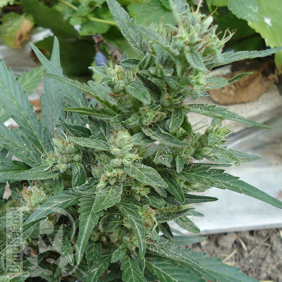 Семена конопли  White Gum feminised Ganja Seeds