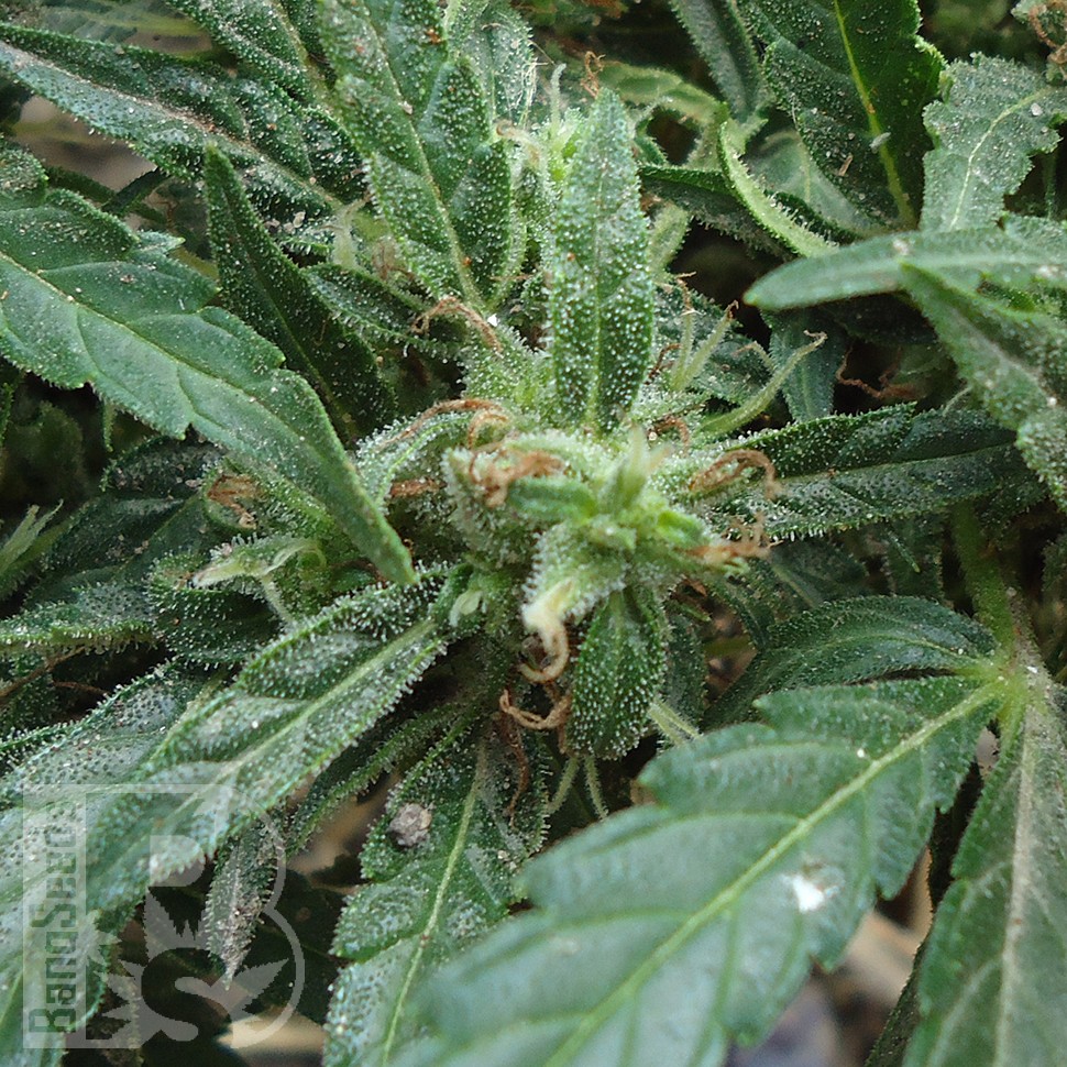 Семена конопли  White Gum feminised Ganja Seeds