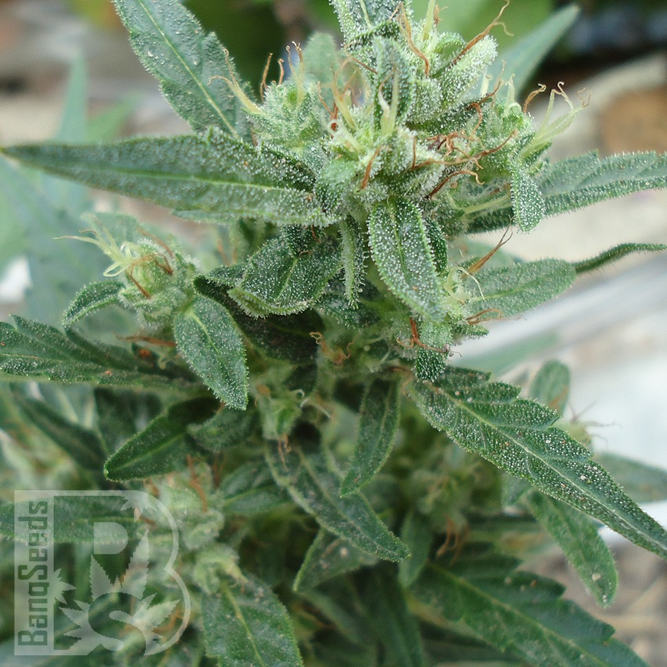 Семена конопли  White Gum feminised Ganja Seeds