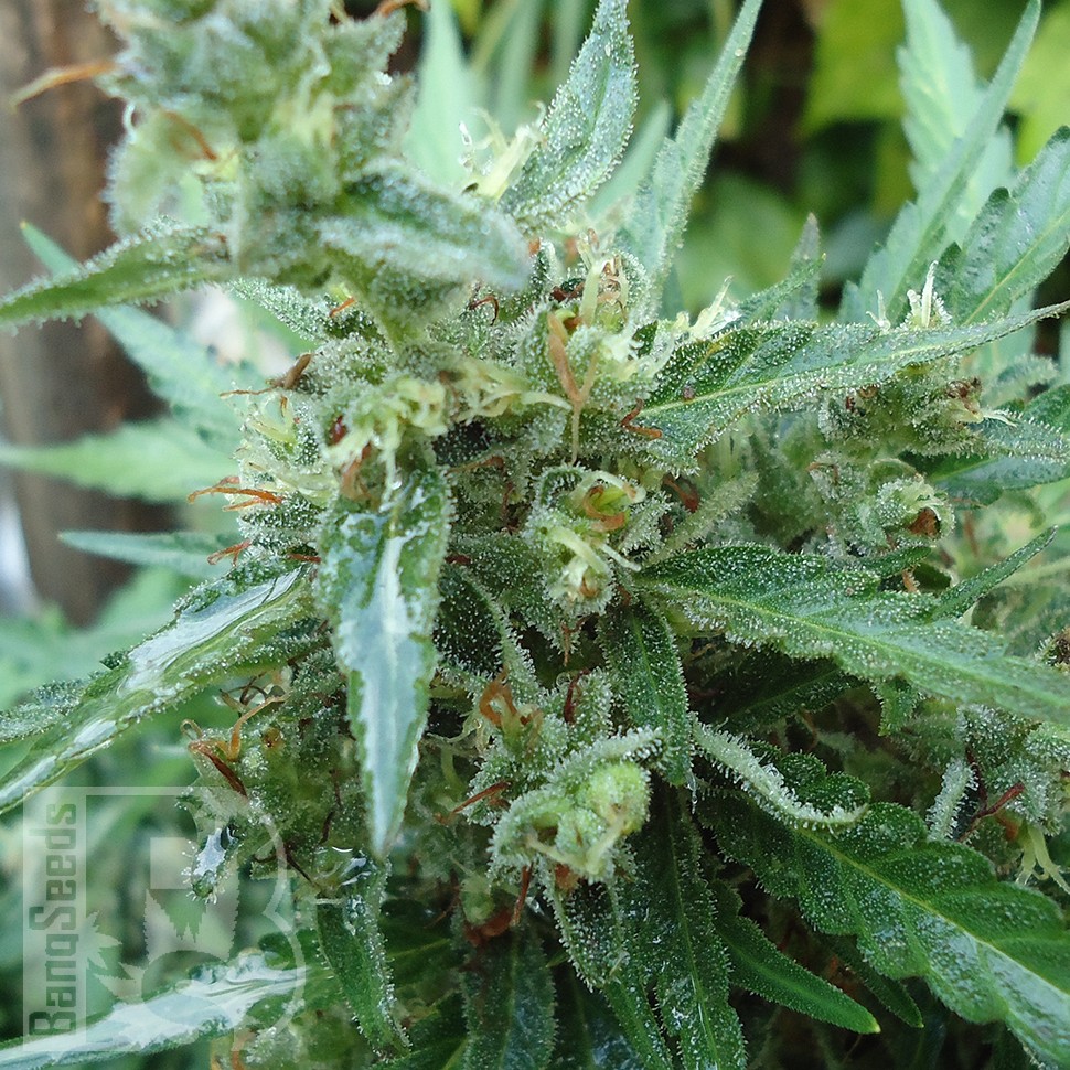 Семена конопли  White Gum feminised Ganja Seeds