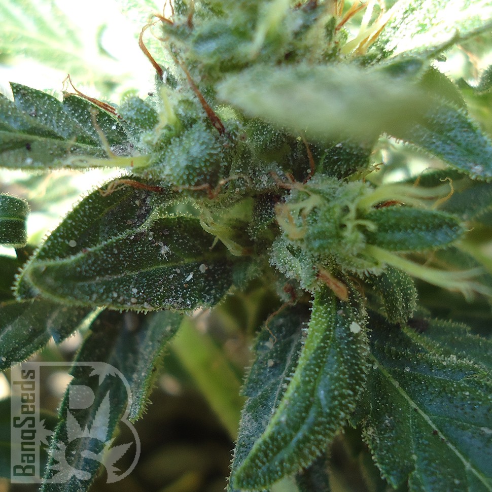 Семена конопли  White Gum feminised Ganja Seeds
