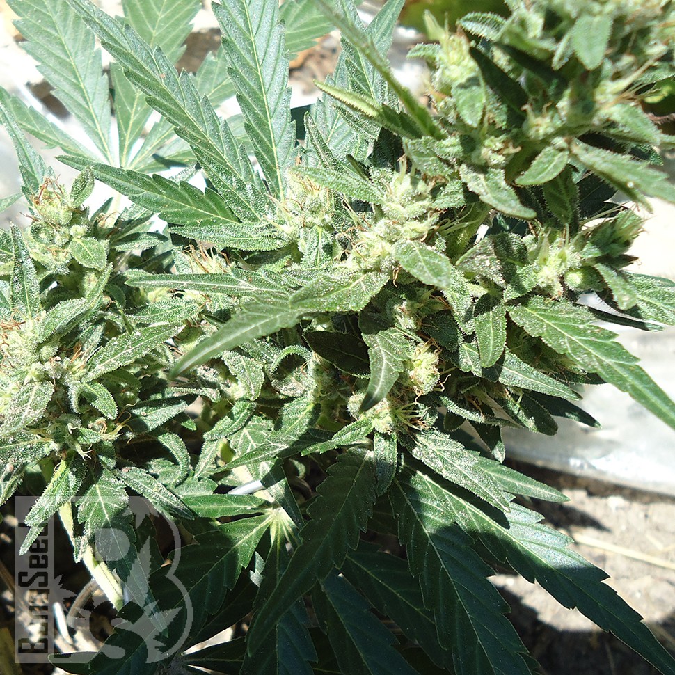 Семена конопли  White Gum feminised Ganja Seeds