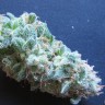 Семена конопли  White Gum feminised Ganja Seeds