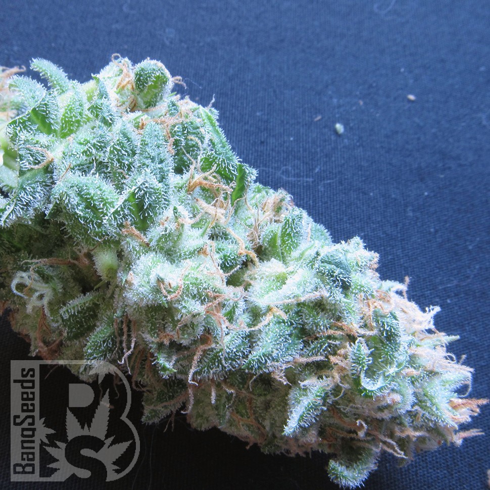 Семена конопли  White Gum feminised Ganja Seeds
