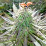 Семена конопли  White Gum feminised Ganja Seeds