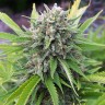Семена конопли  White Gum feminised Ganja Seeds