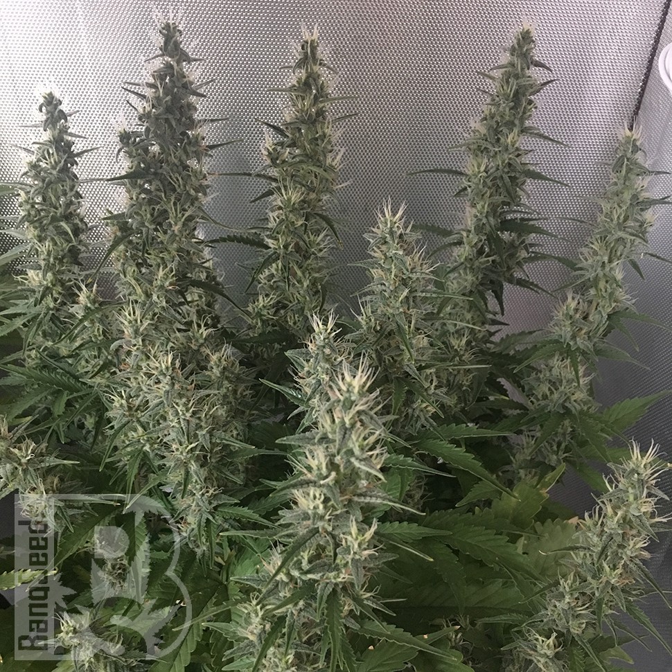 Семена конопли  White Gum feminised Ganja Seeds