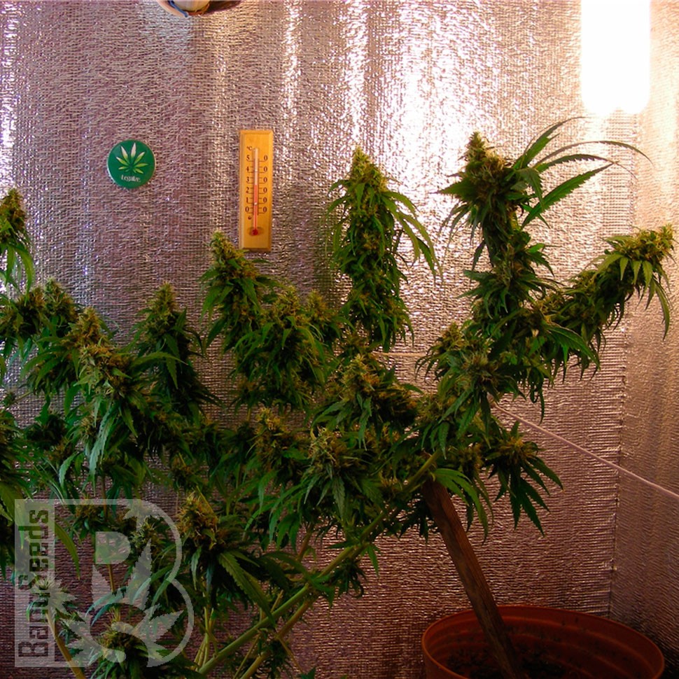 Critical Jack feminised Ganja Seeds Critical Jack feminised Ganja Seeds