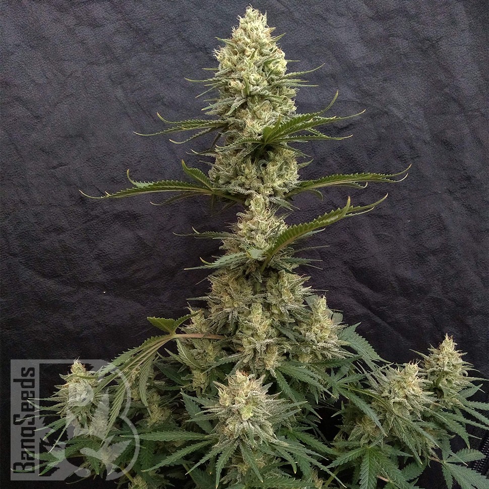 Critical Jack feminised Ganja Seeds Critical Jack feminised Ganja Seeds