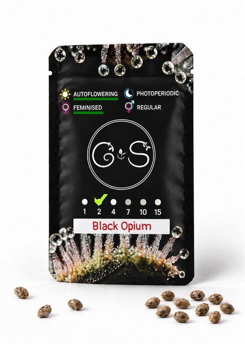 Семена каннабиса  Auto Black Opium feminised Ganja Seeds