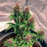 Семена каннабиса  Auto Black Opium feminised Ganja Seeds