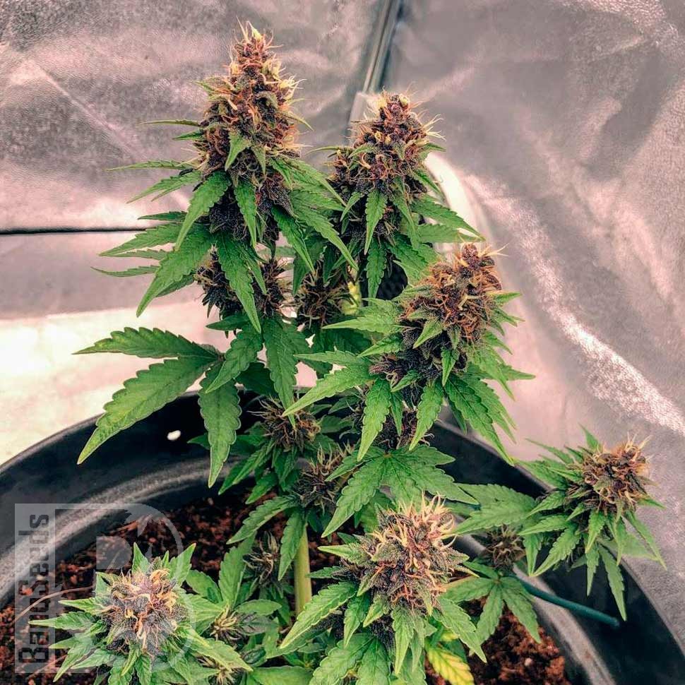Семена каннабиса  Auto Black Opium feminised Ganja Seeds